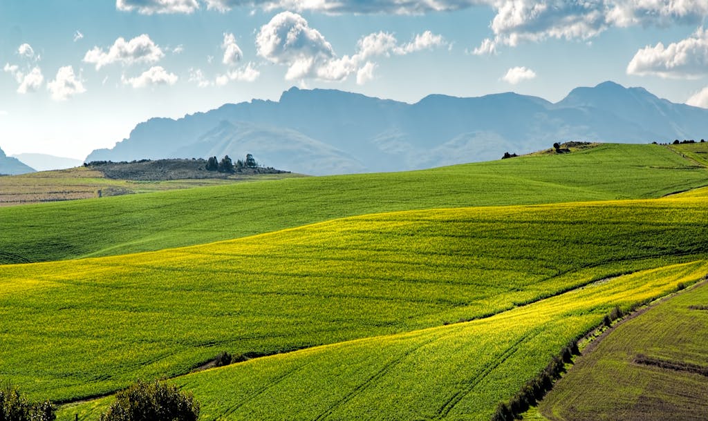 Lush green fields under a blue sky with distant mountains.